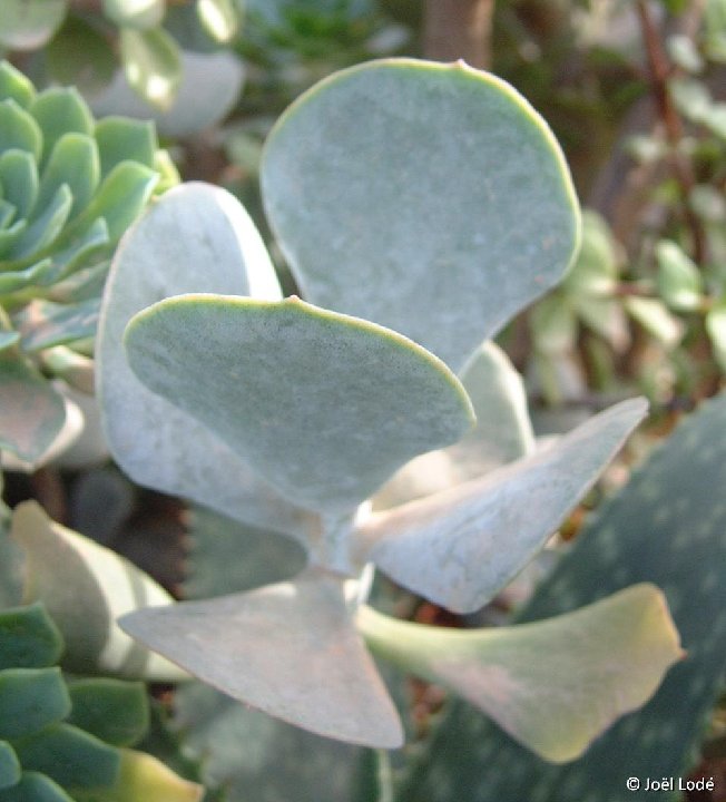 Cotyledon orbiculata var. ©JL Dscf4608